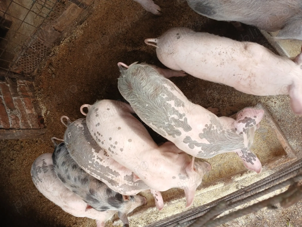 Se vând purceii de 12 sâptămânii 