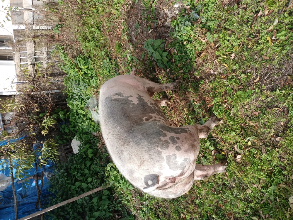 Se vinde porc de carne 