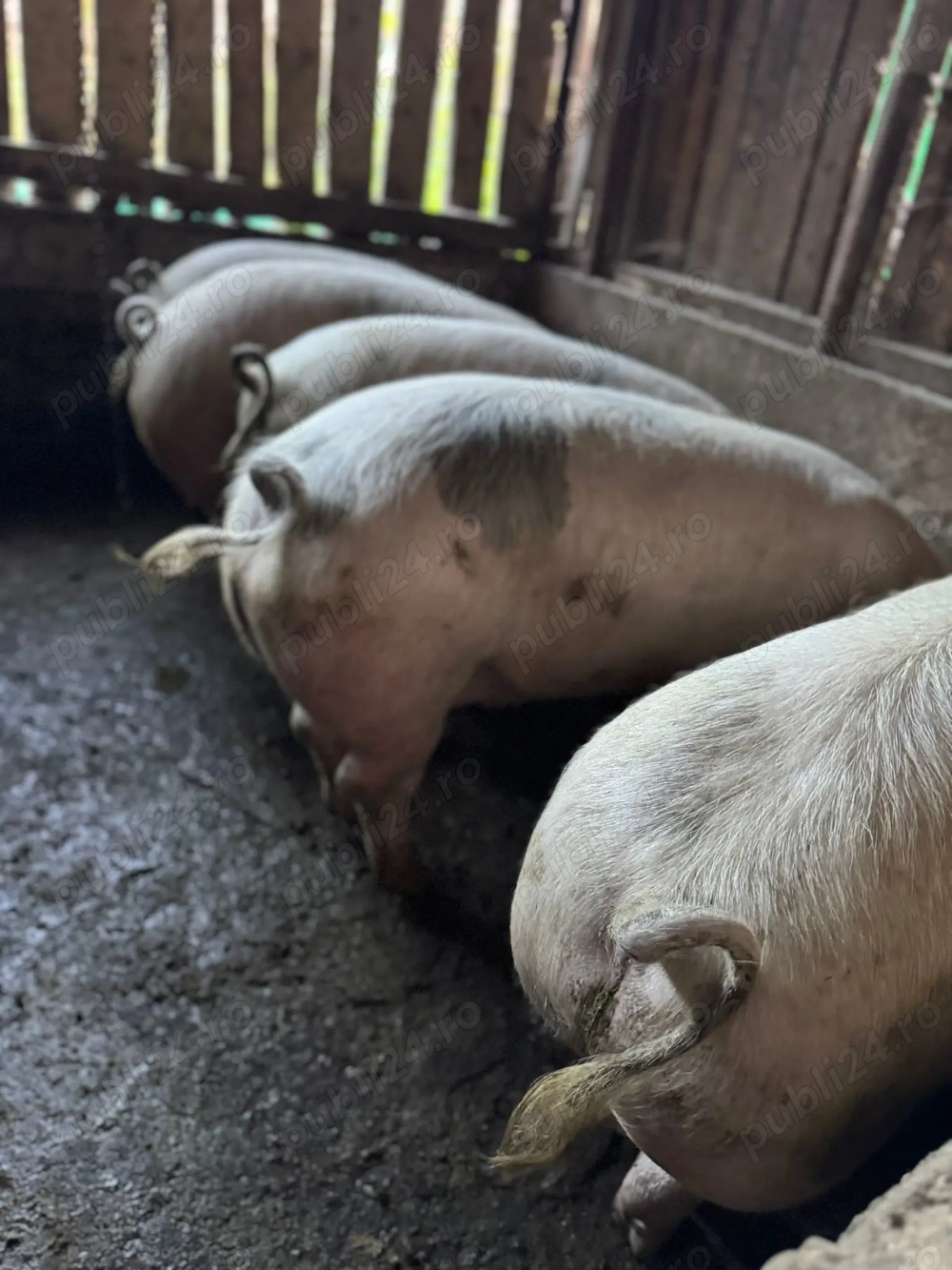 Vând porci crescuți natural!