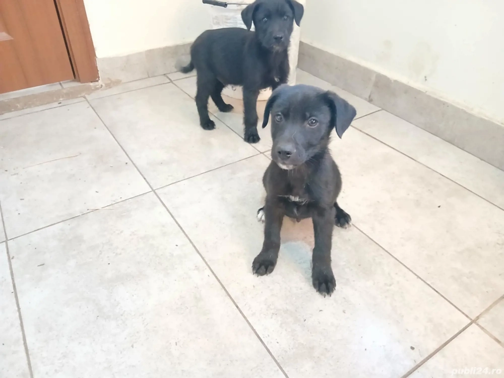 Catei de întors oile 