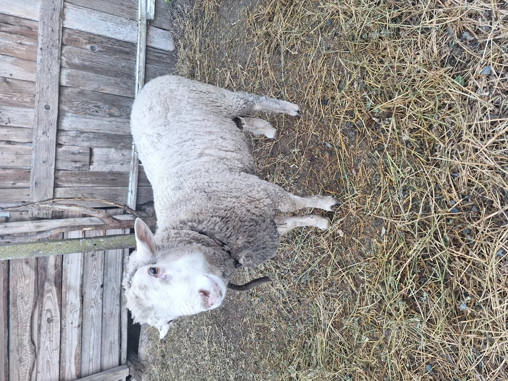 Berbecut tânăr 35-45 kg