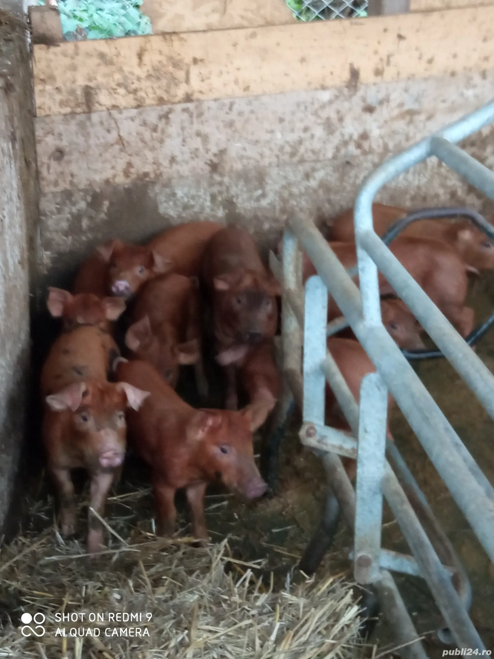 11 purcei rasa durok pret bun de producător 