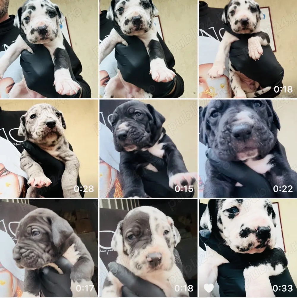 Dog German Marele Danez 