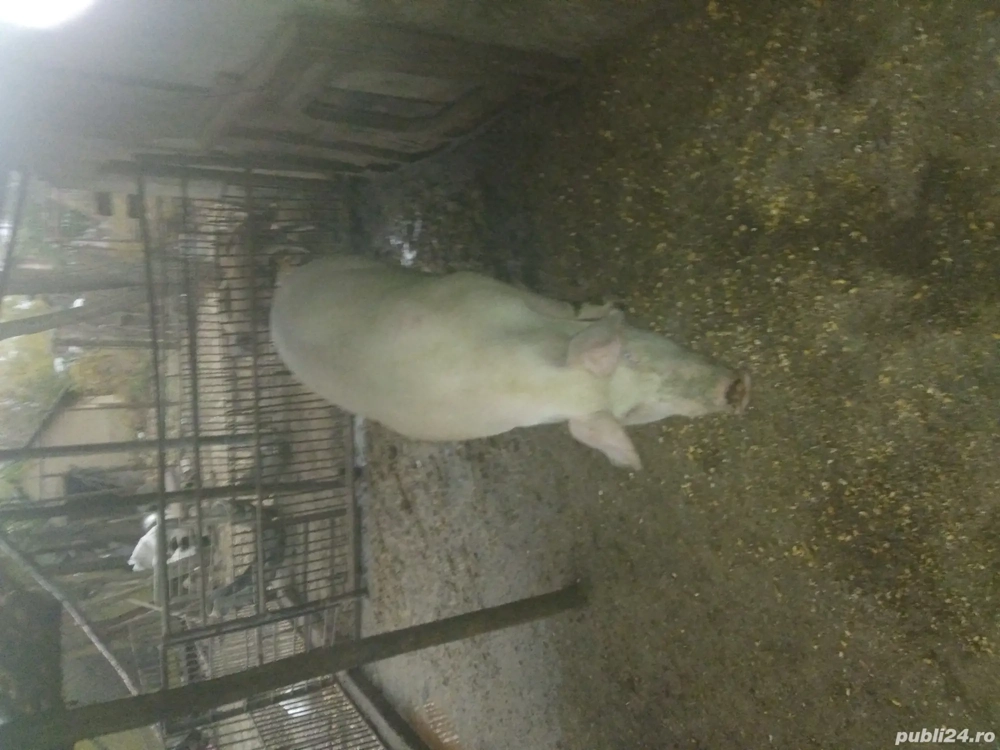 Porc de vânzare 