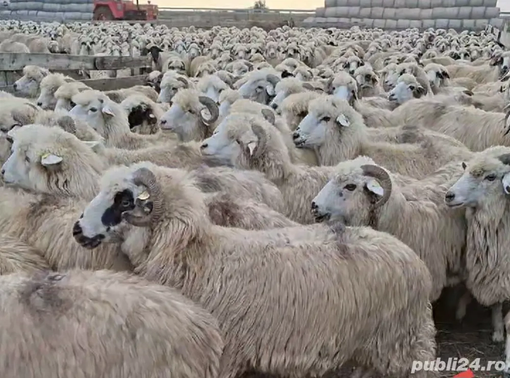 Vând  oi  tinere  