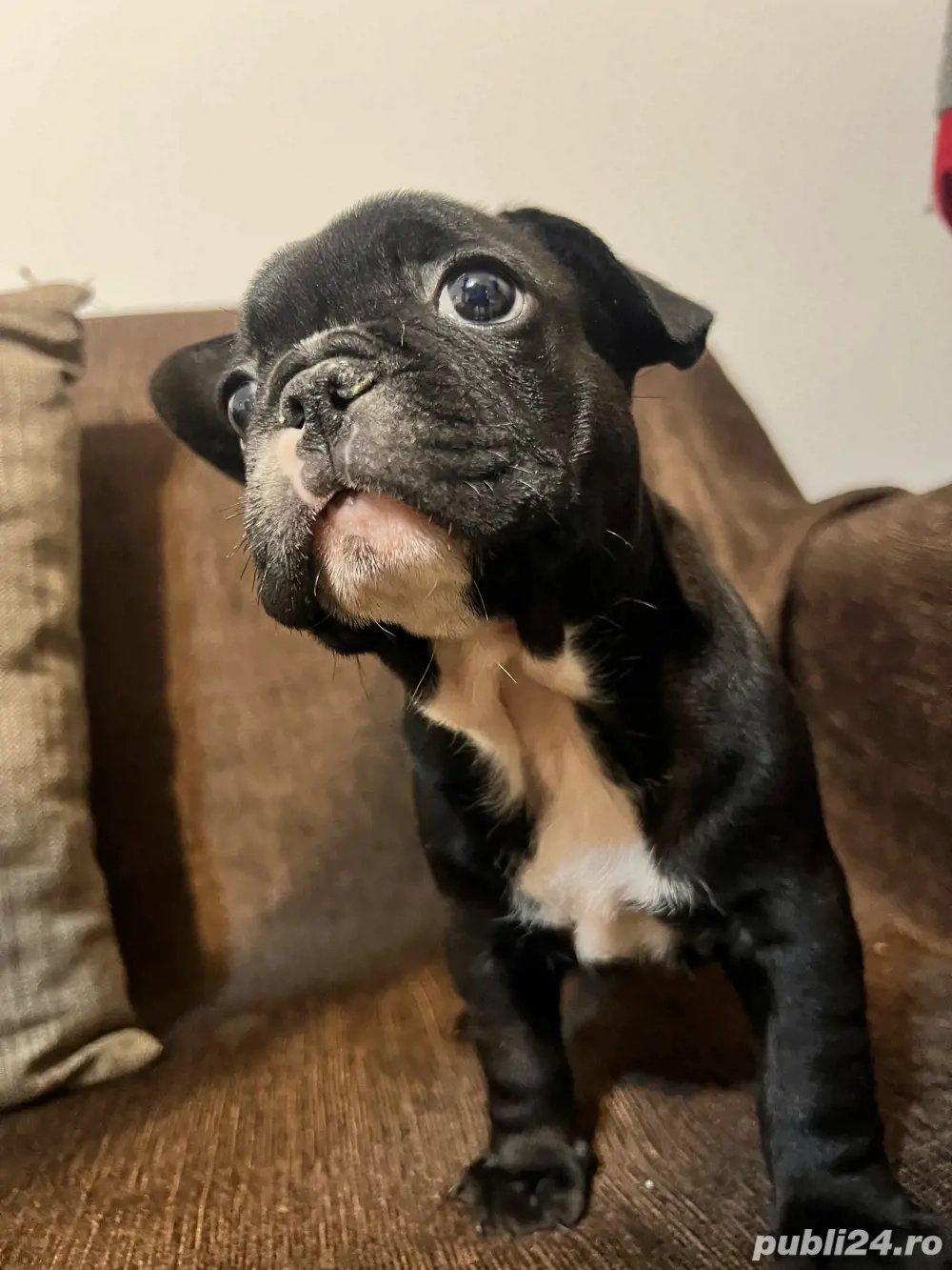 Vand Bulldog francez 