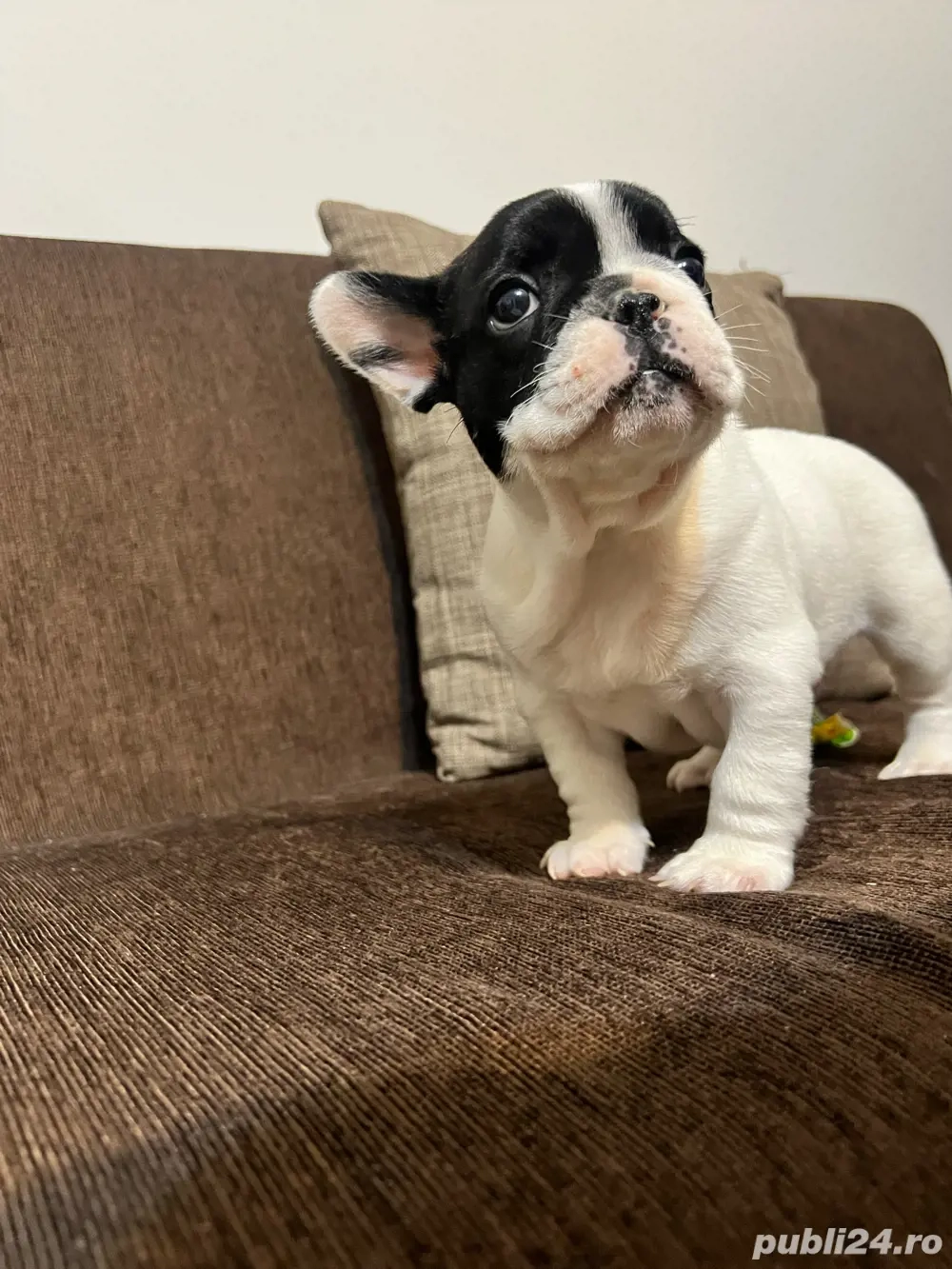 Vand Bulldog francez 