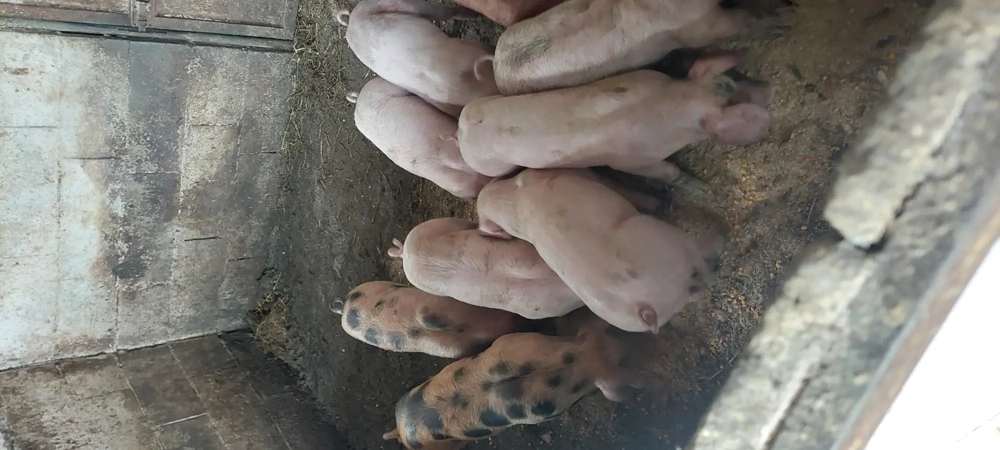 Purcei de 8saptamani 