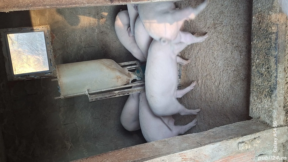 porci sacrificat landras pur