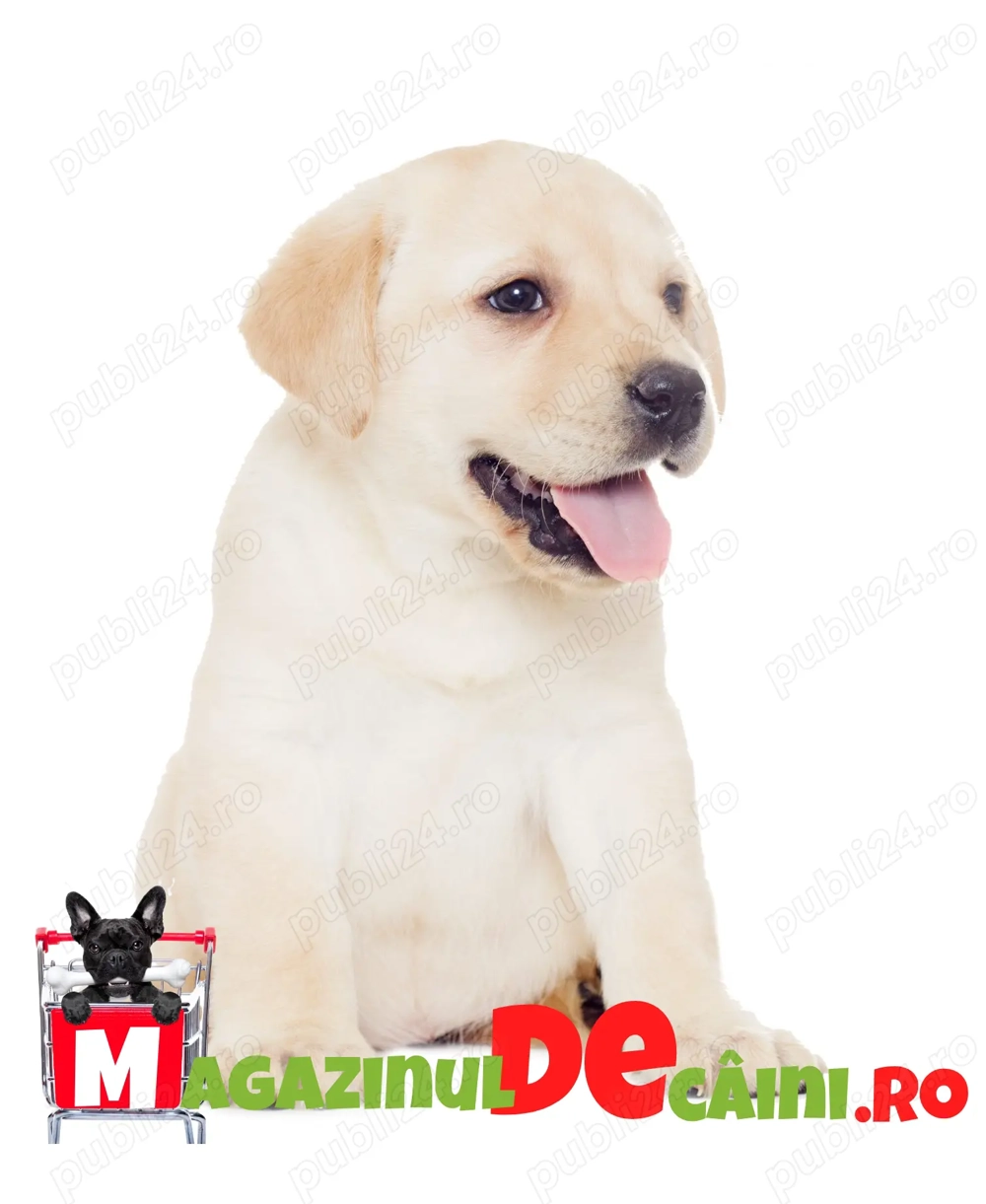 HRANA GRATUITA- Labrador de vanzare cu Factura,Microcip,Carnet,Garantie- Transport la Iasi