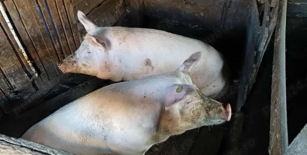 Vand porci marele alb 14 lei kg