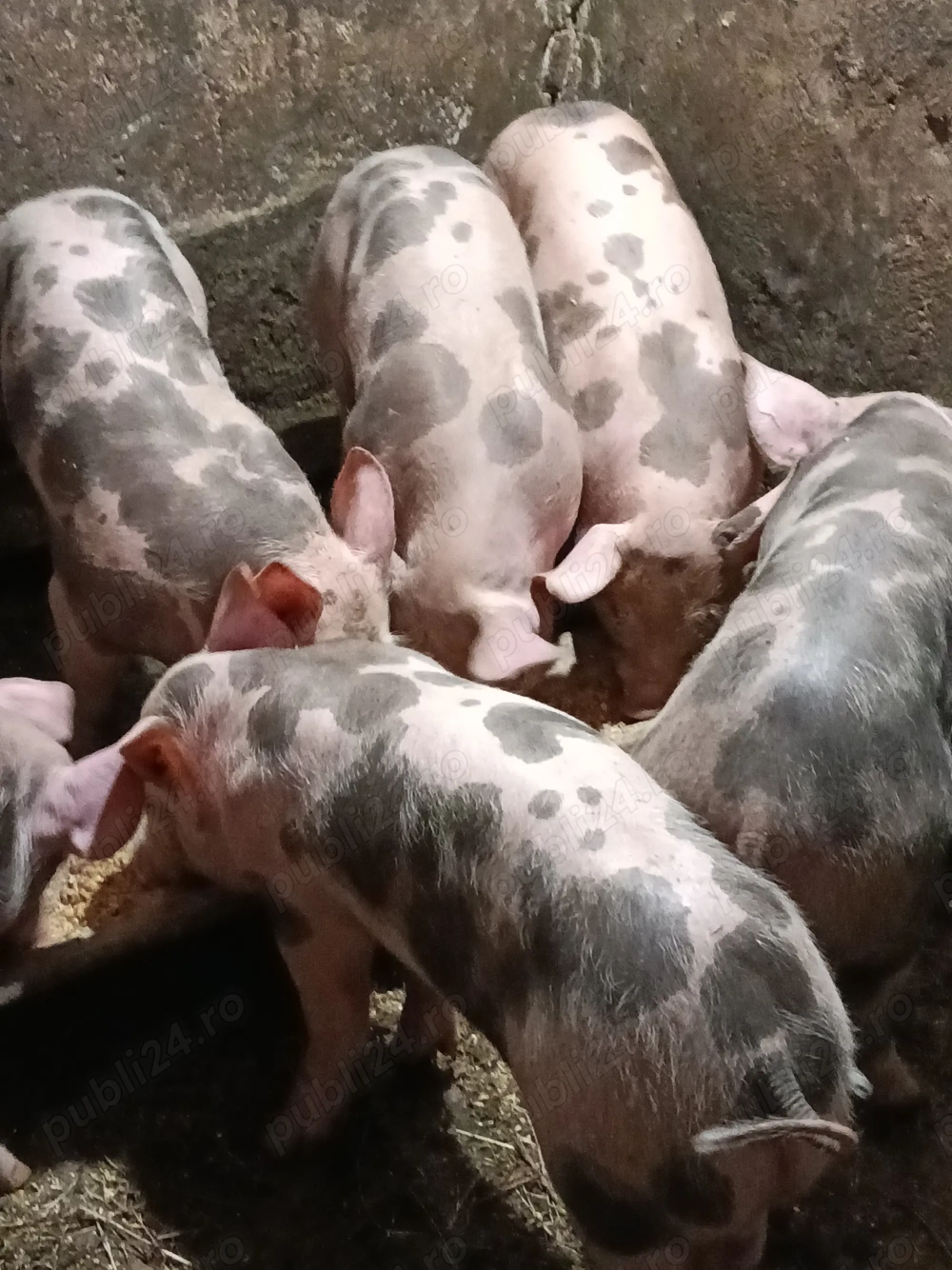 Vând purcei Petrean.