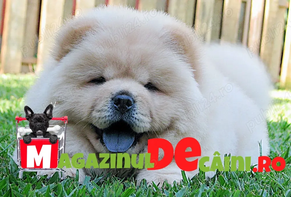 Catei vaccinati Chow Chow de vanzare cu Factura,Microcip,Carnet,Vaccinari,Garantie-Livrare la Iasi