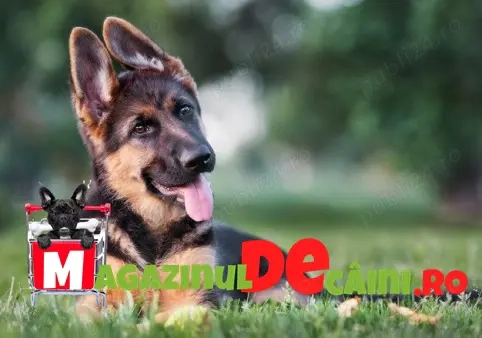HRANA GRATUITA- Ciobanesc German Genetica de TOP- Factura,Garantie,Microcip-Transport la Brasov