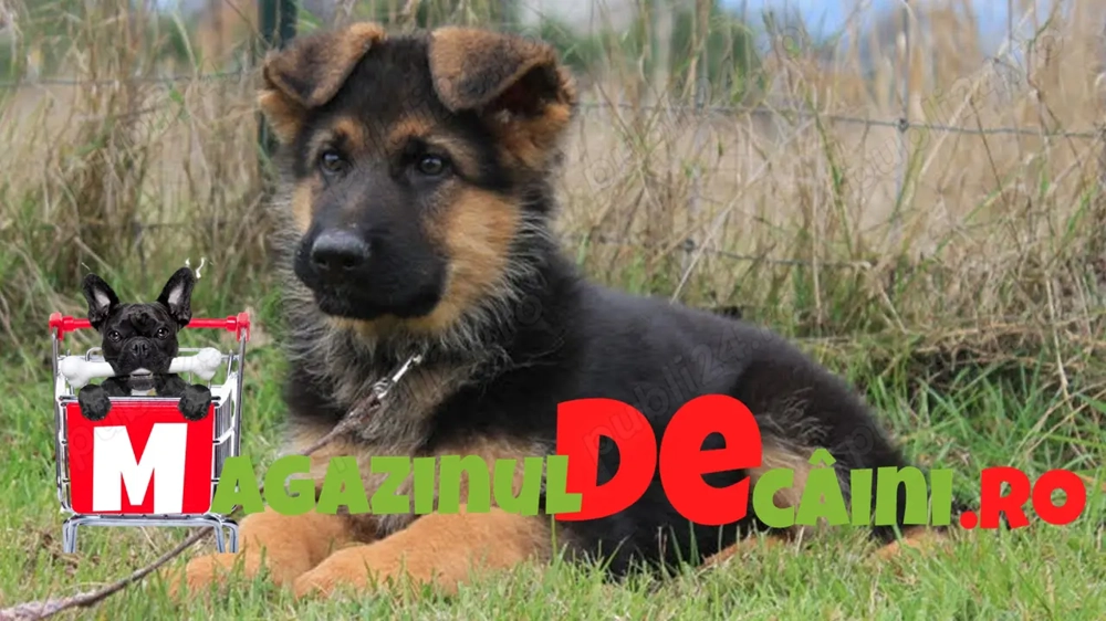 Ciobanesc German de Vanzare- Ideali pentru paza si companie-Factura,Microcip,Carnet,Garantie-Livrare