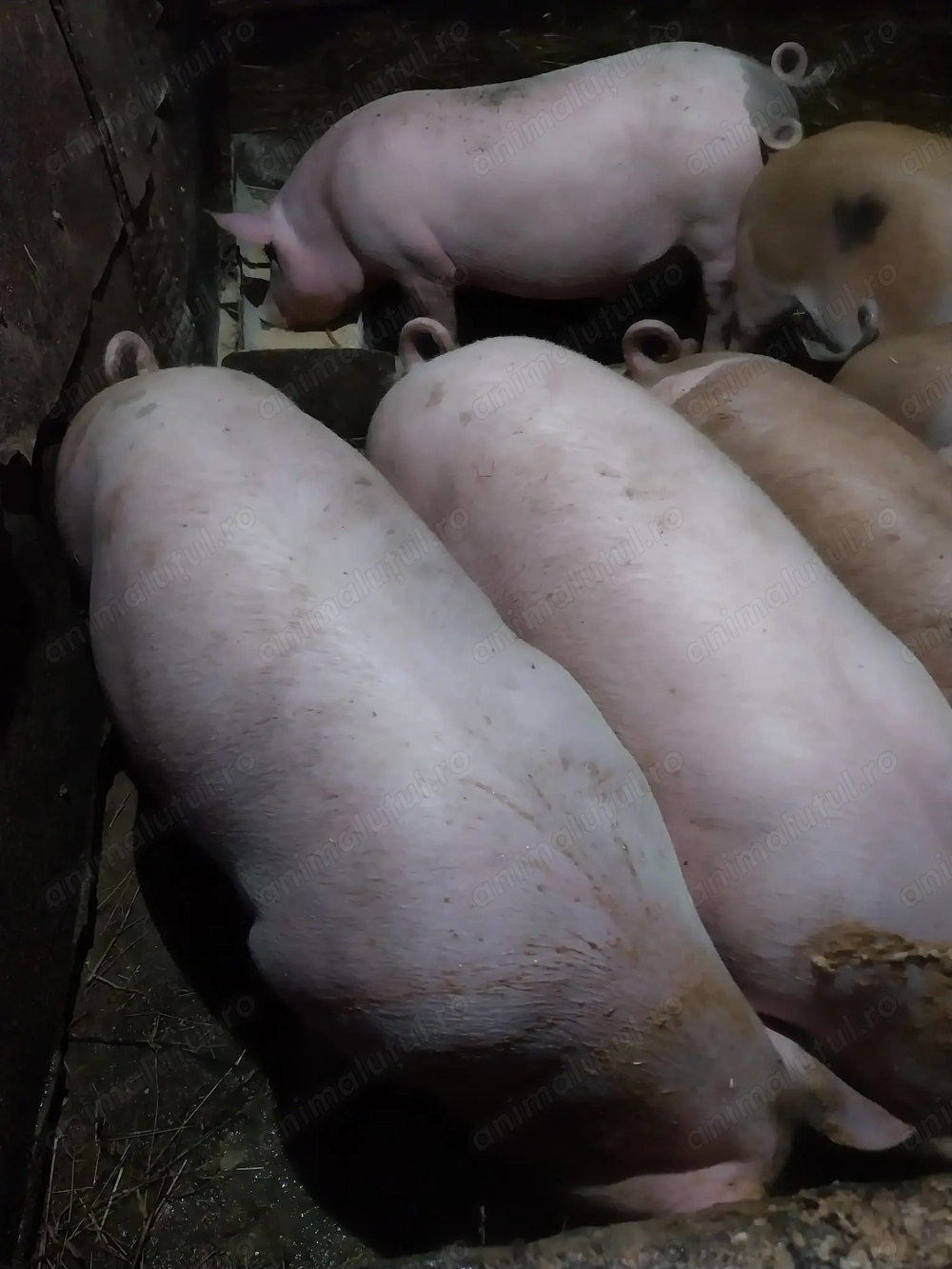 Porci bio ptr pofticiosi