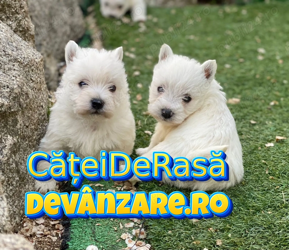HRANA GRATUITA- Westie de Vanzare cu Factura,Garantie,Microcip,Vaccin-Livrare la Bucuresti