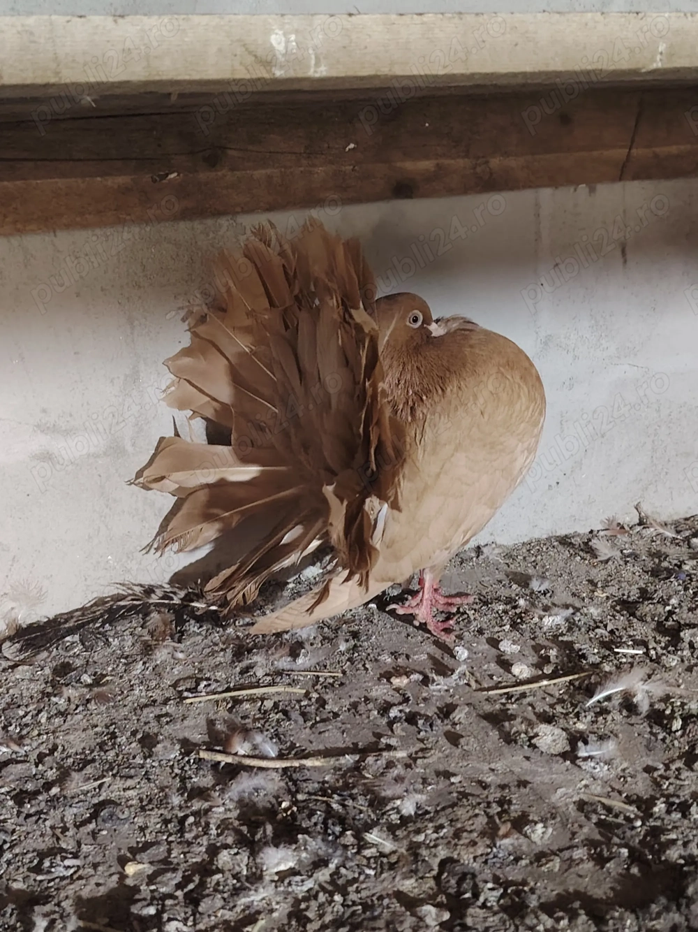 Vând porumbei voltati 