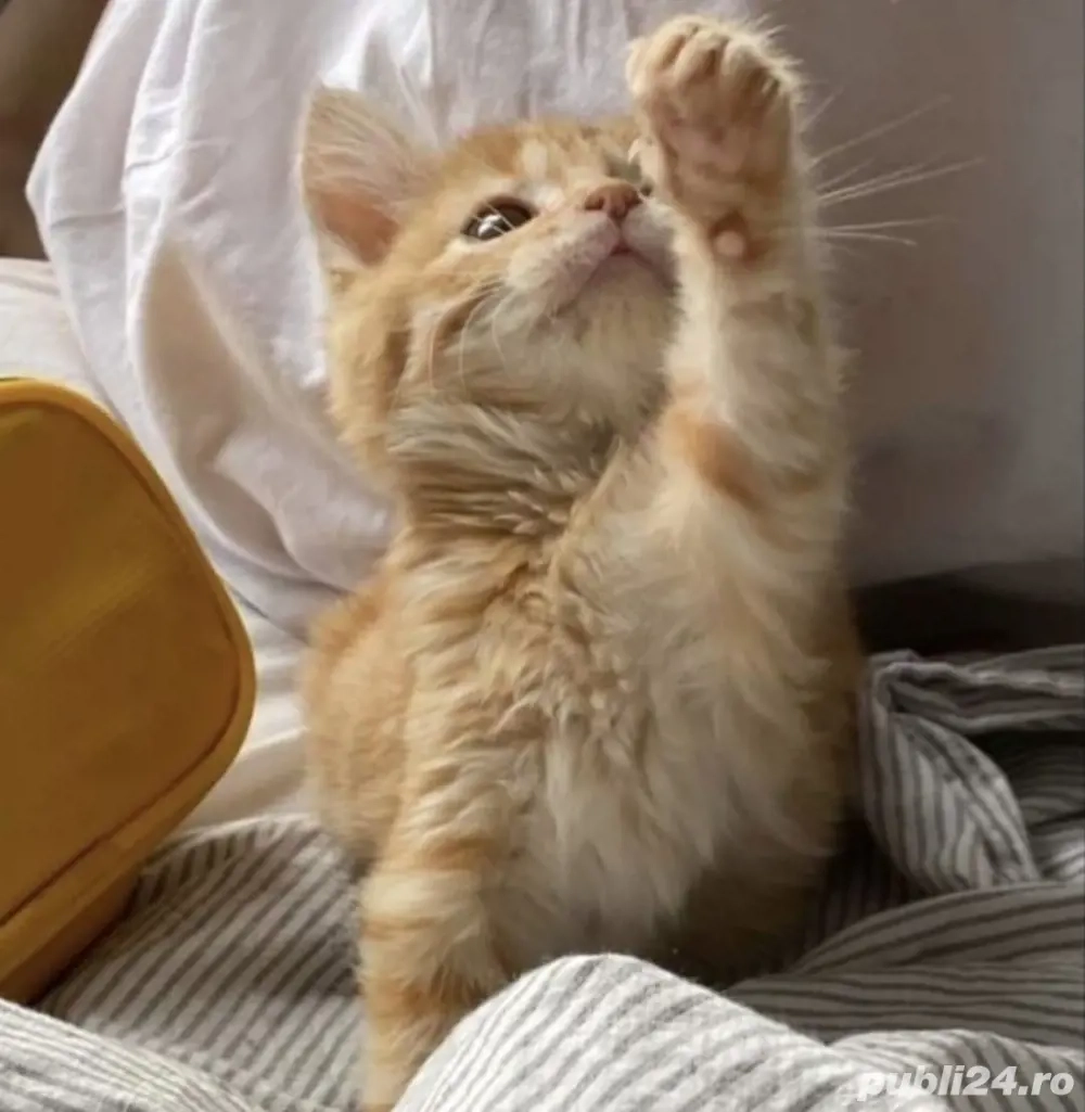 British Orange fetita