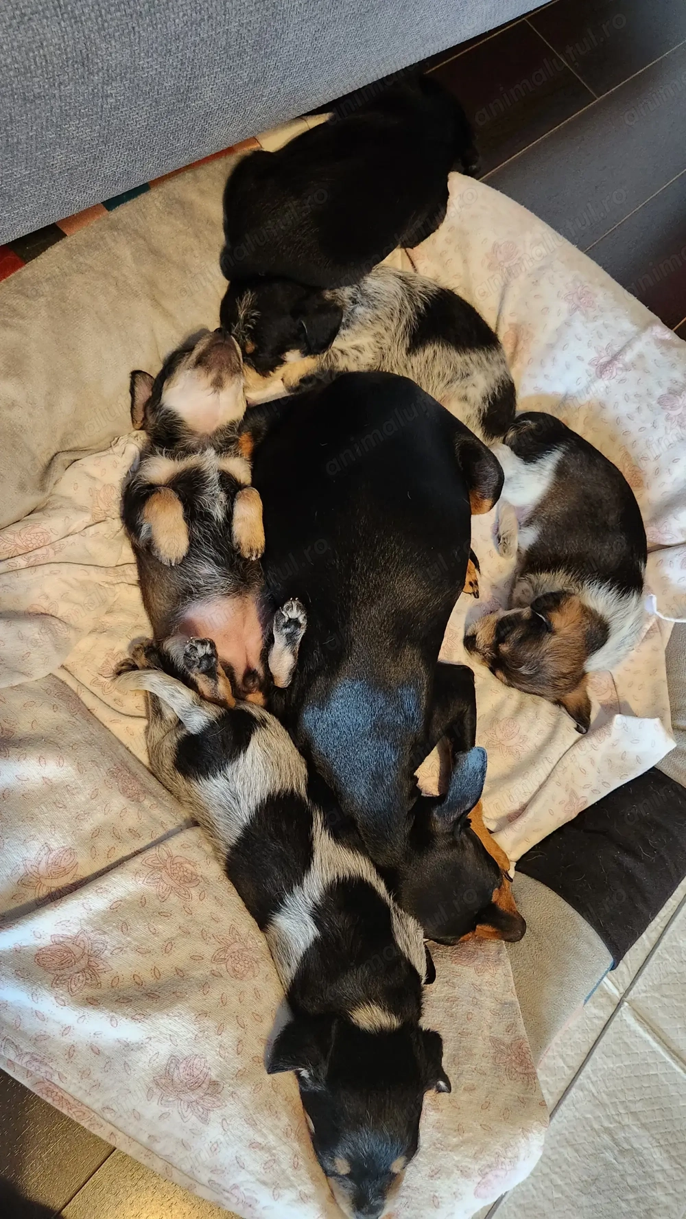 Donez pui cățel talie mica 