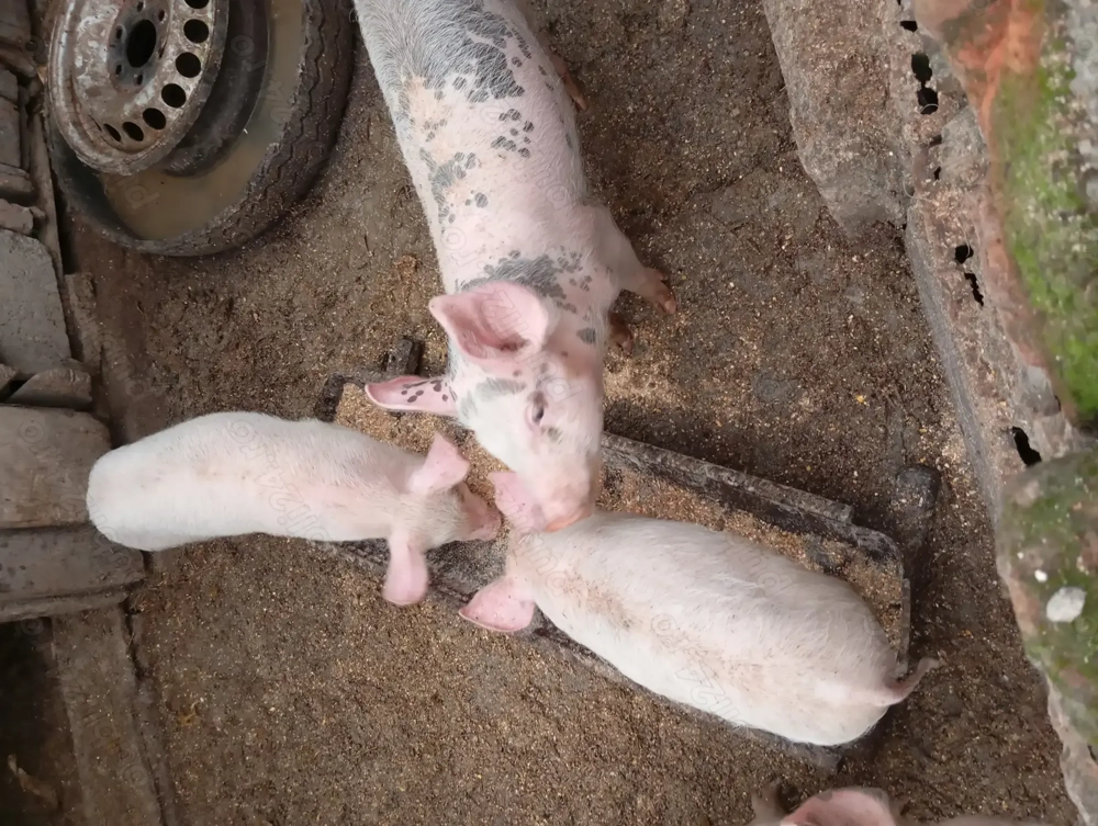 Vînd purcei de 12 sâptâmîni preț 350 buc  frumoși și mîncâciosi