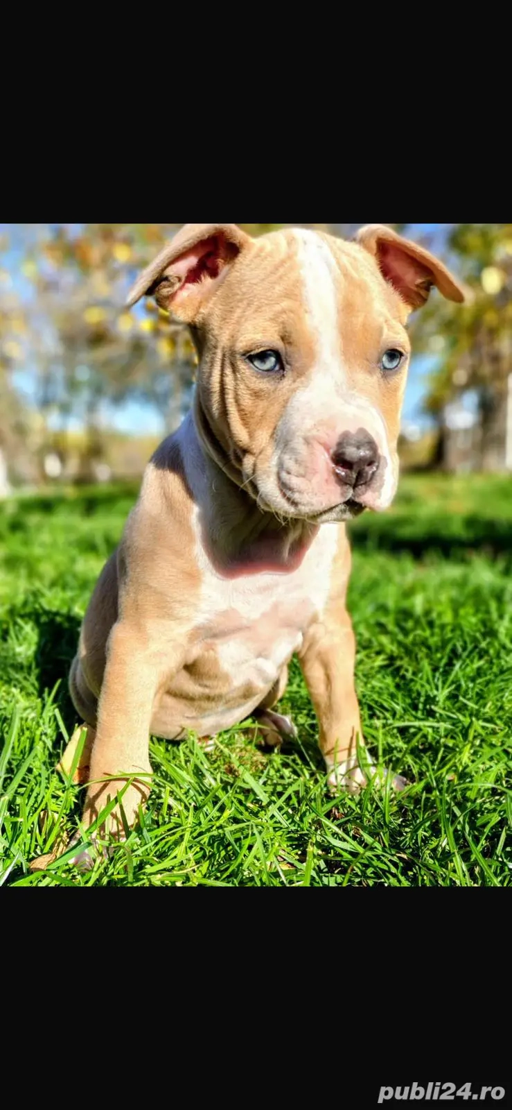 Cautam stapani responsabili