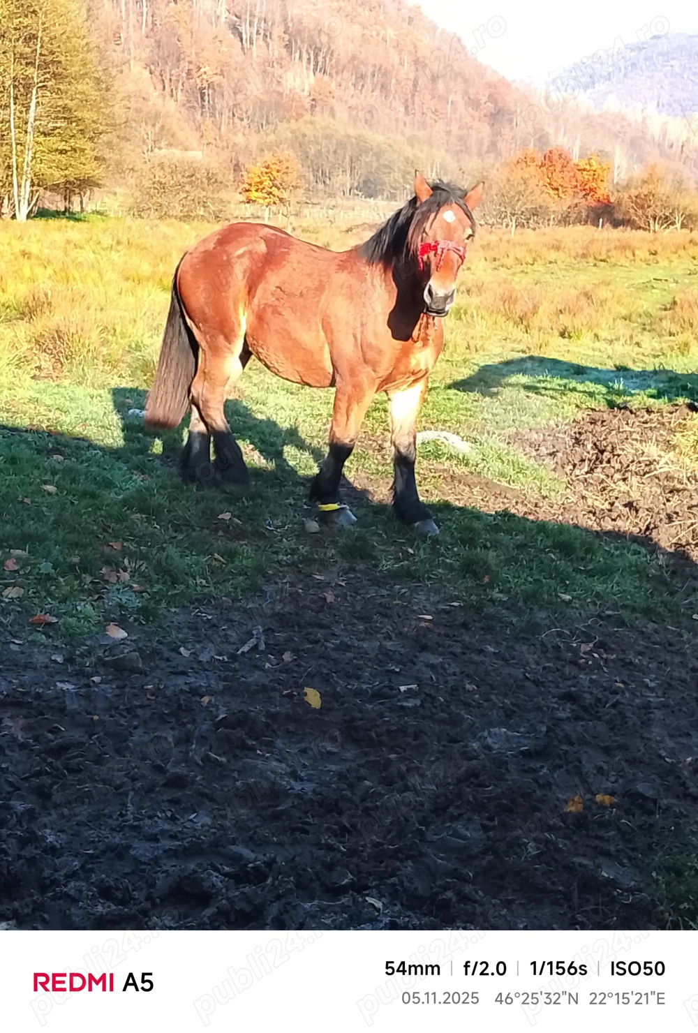 Vând armăsar frumos