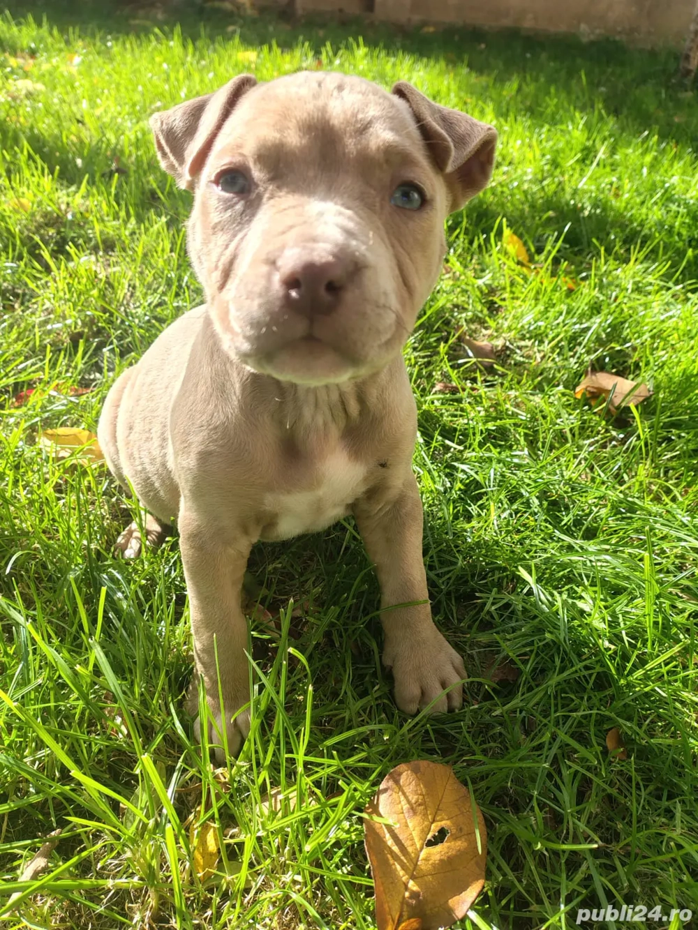 cautam stapani iubitori