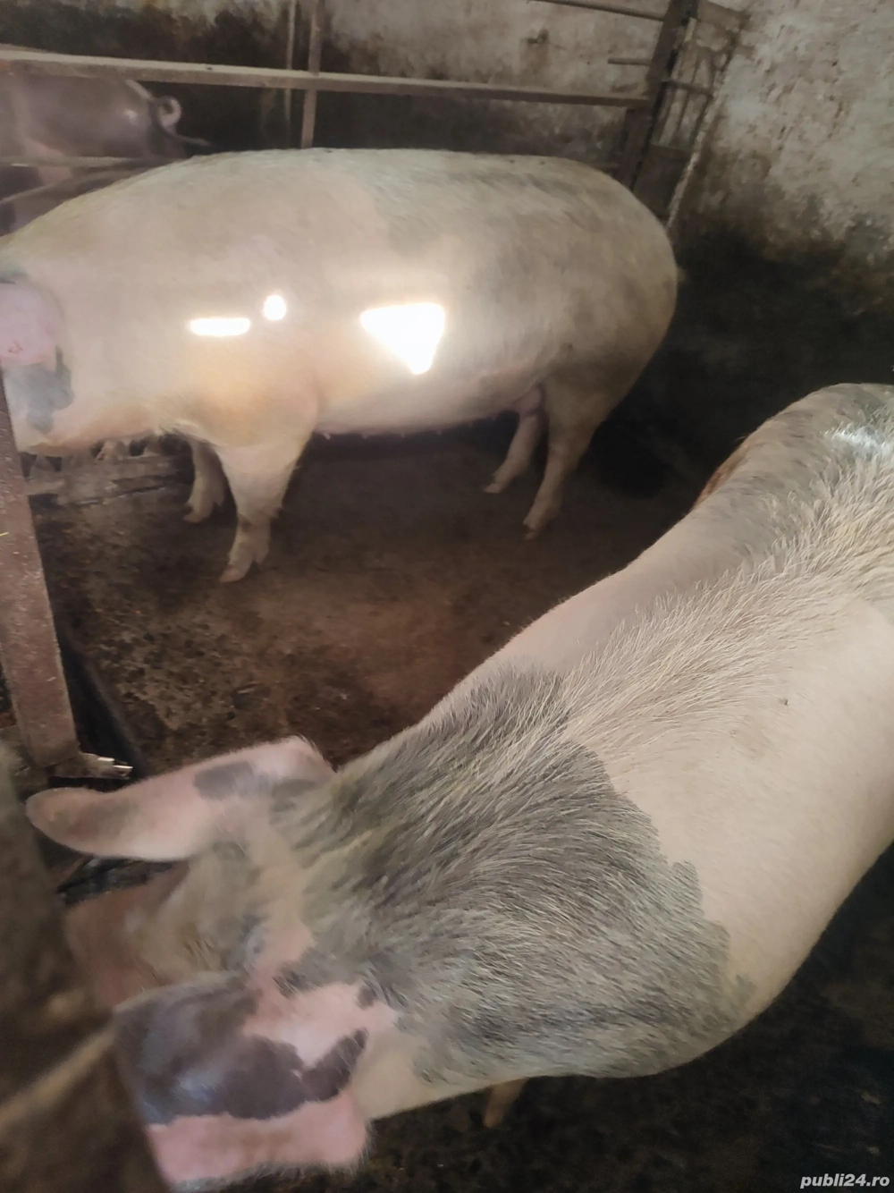 vand porci de sacrificat