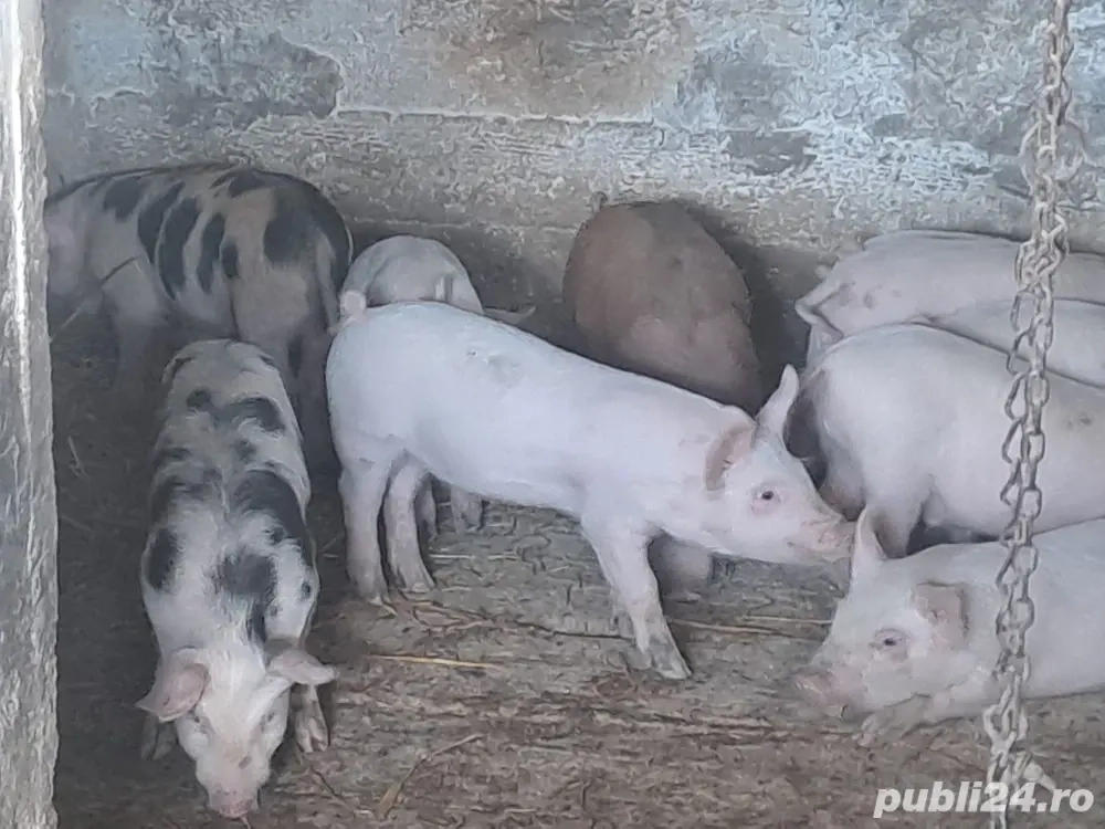 Vand purcei de 8 saptamani