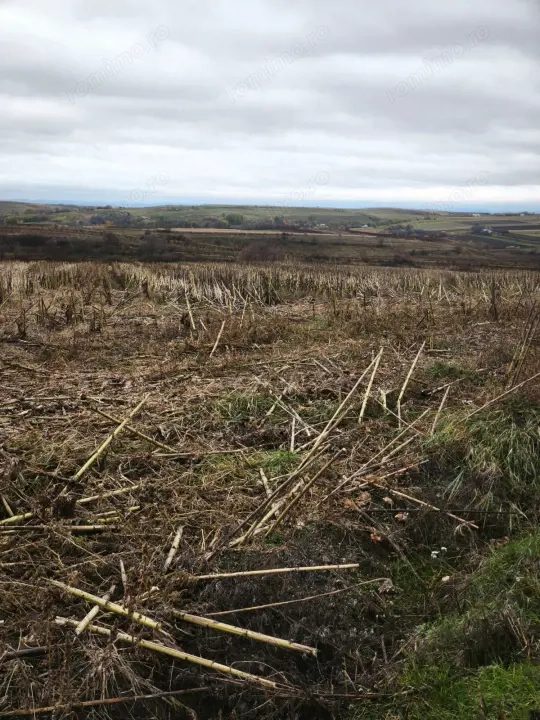 Teren intravilan, 5000mp, Siret