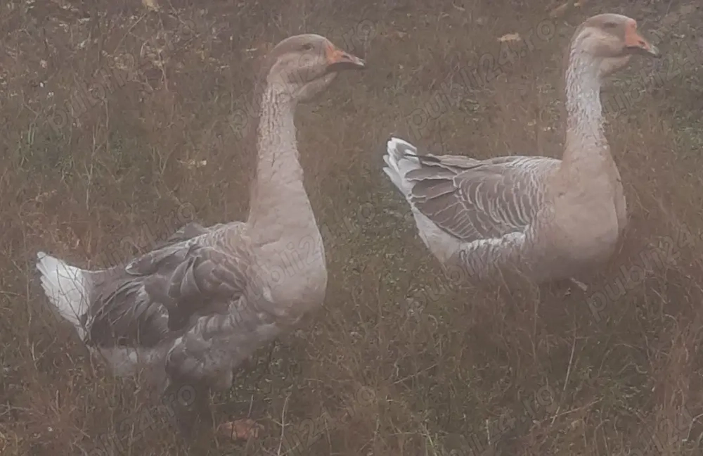 Gâscani de vânzare