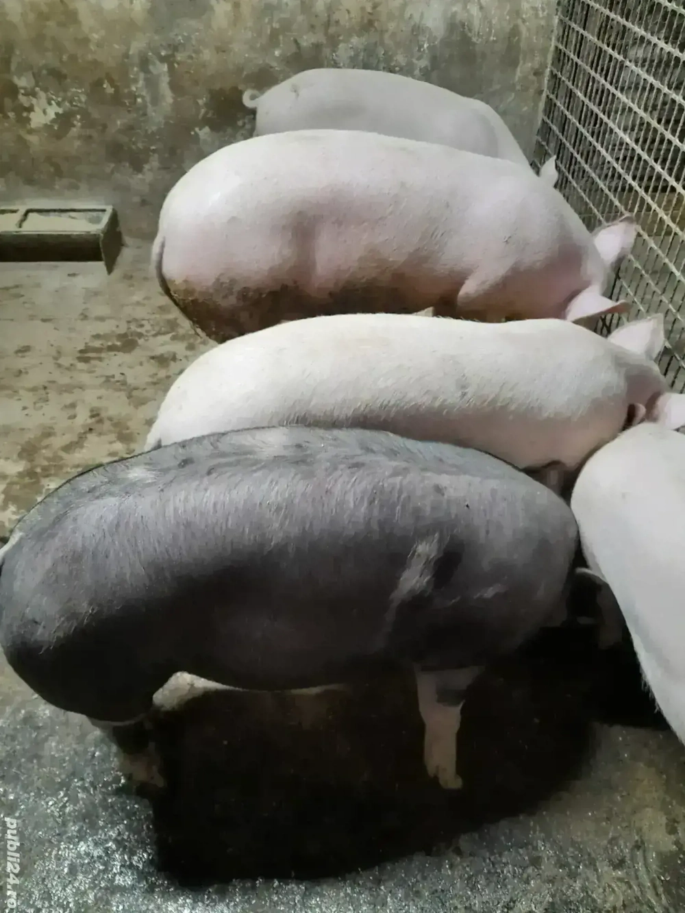 Vind godinasi Marele Alb si Marele Alb cu Pietrean. 