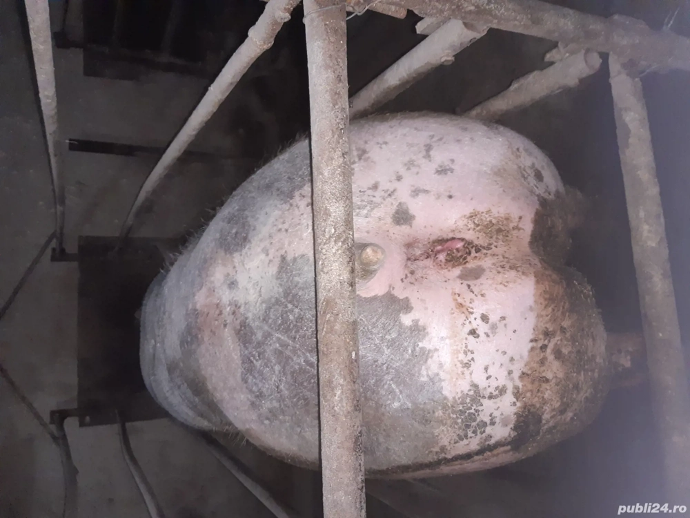 porci de carne pentru Crăciun 