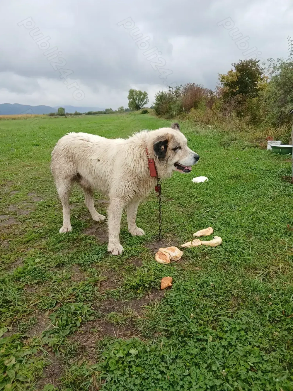 Disponibil Mascul Ciobănesc 