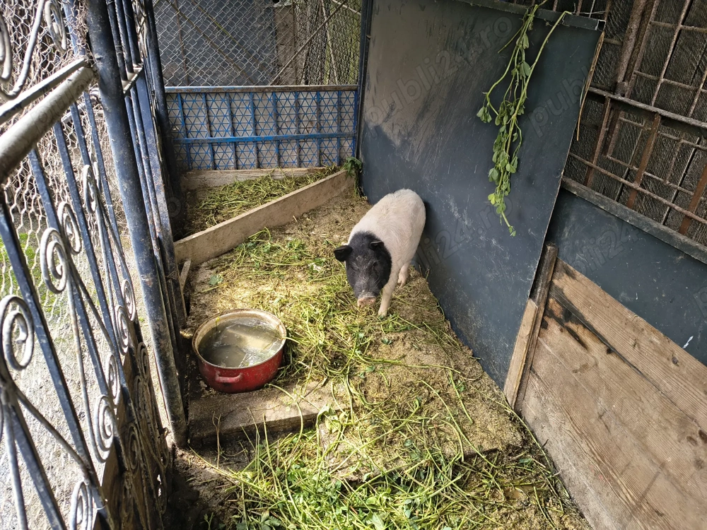 Porc vietnamez de taiat