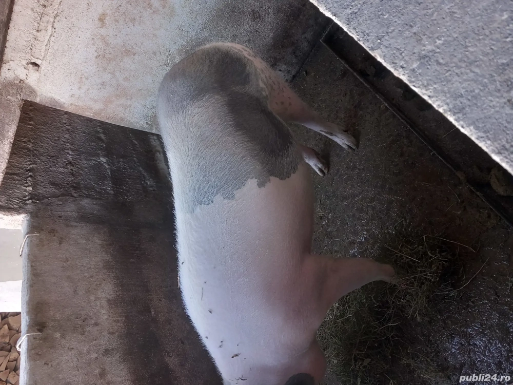 vand porci 15lei kg negociabil