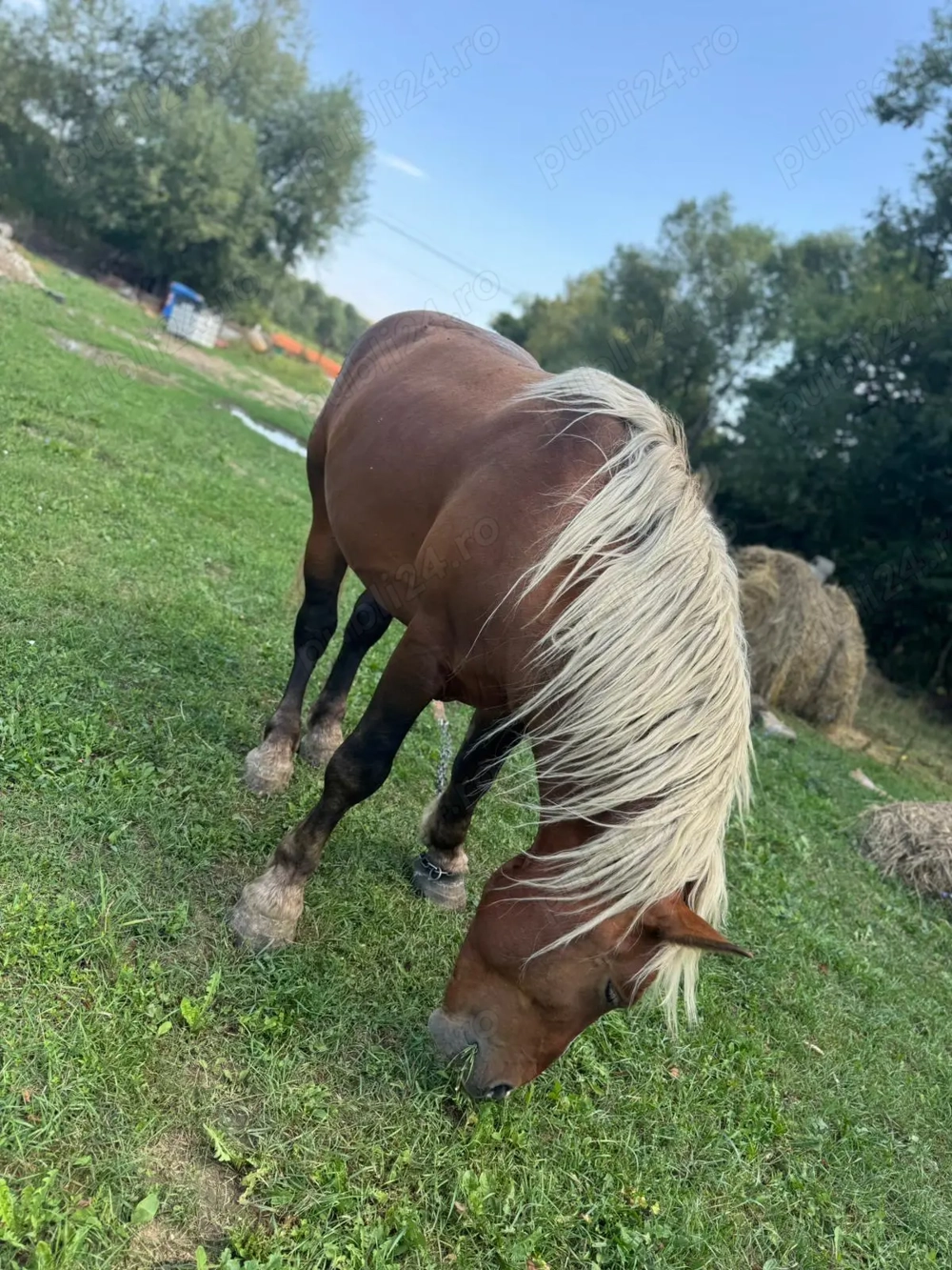 Vând armăsar de 3 ani jumate 