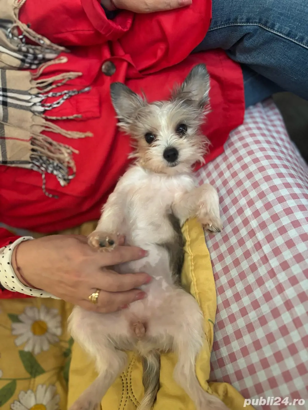 Yorkshiere terrier Biewer