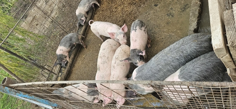 Vând purcei  din porci lungi și de carne !!