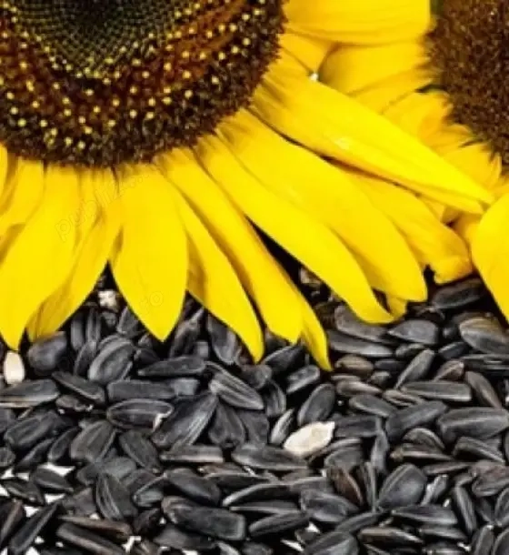 Floarea soarelui dau si la schimb pe oi, capre