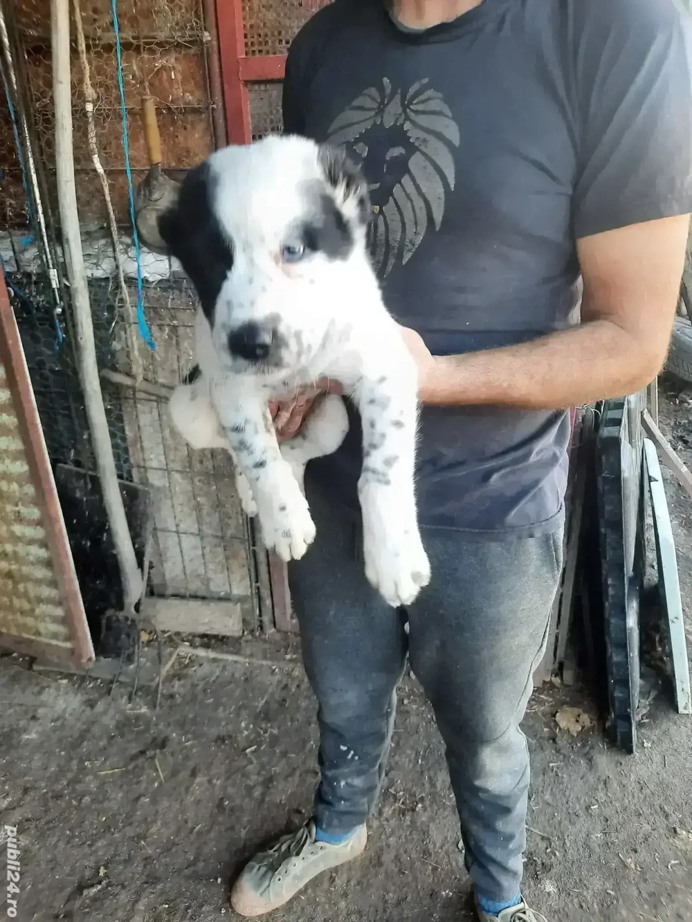 Mascul Ciobanesc asia centrala 8 saptamani