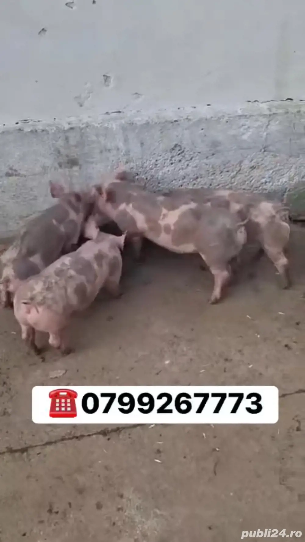 purcei pietran 9 saptamani