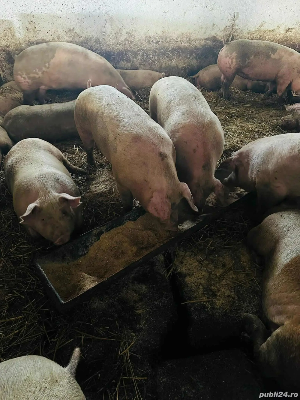 Vând porci rasă de carne 145-150 kg