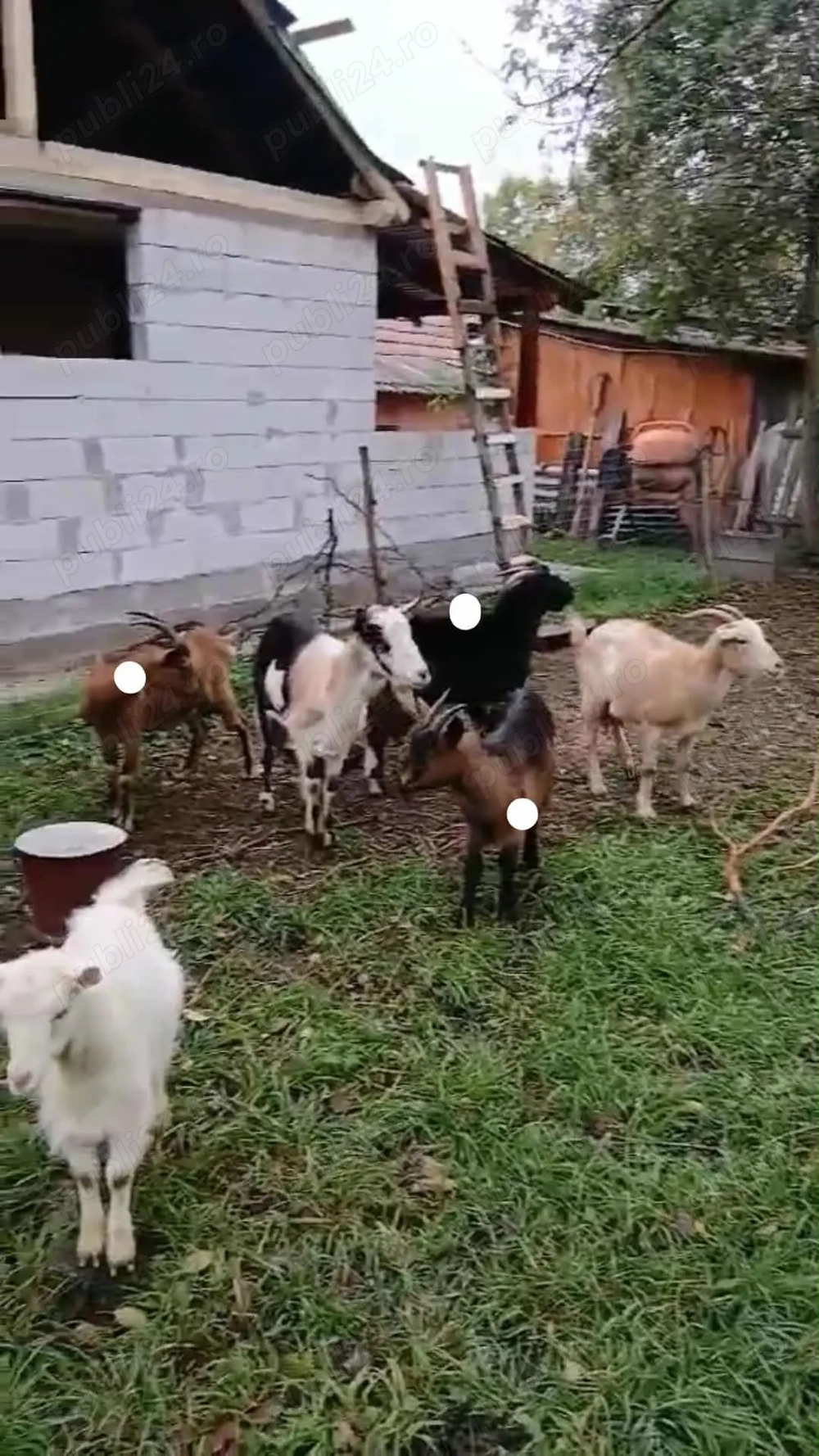 Capre de vanzare tinere