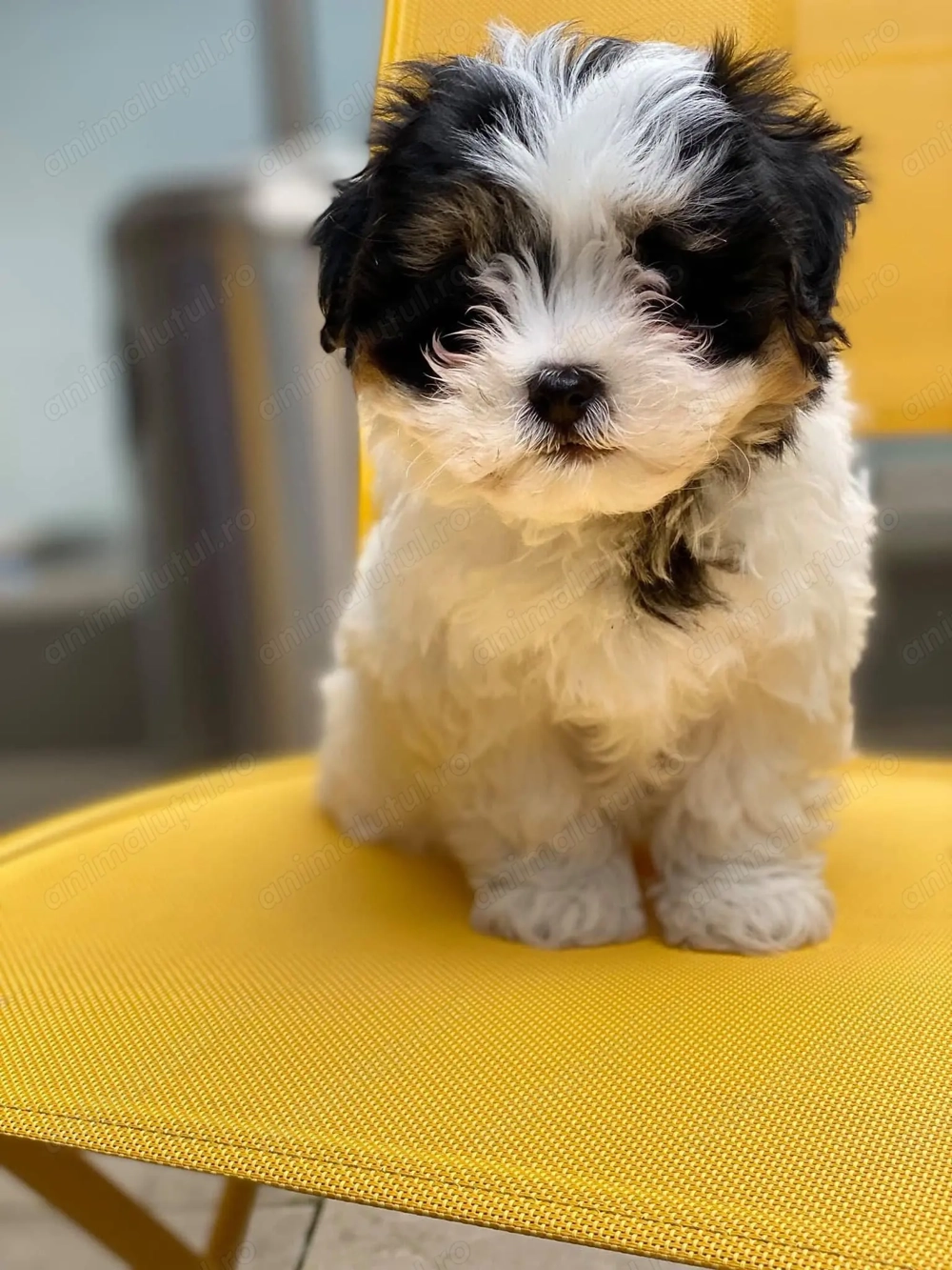 Bichon havanez mascul