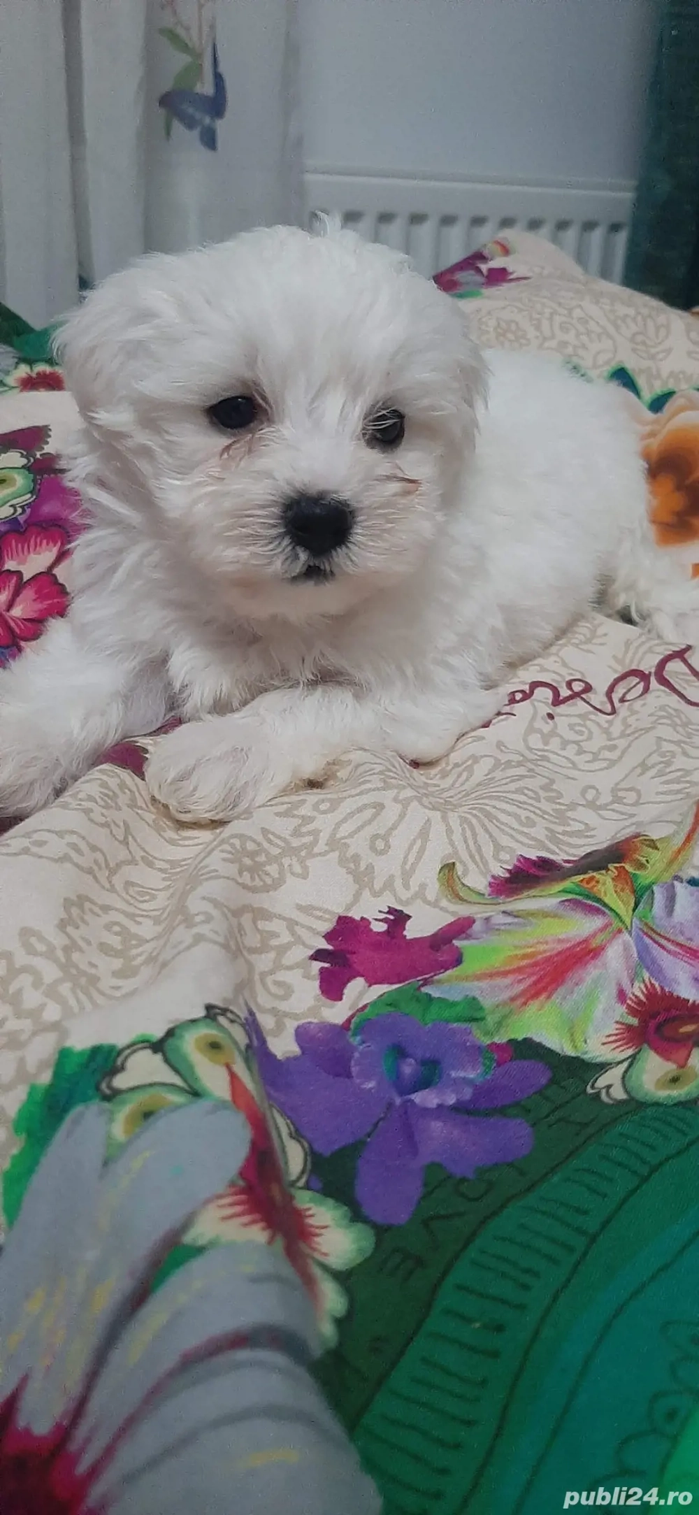 vand pui bichon maltez