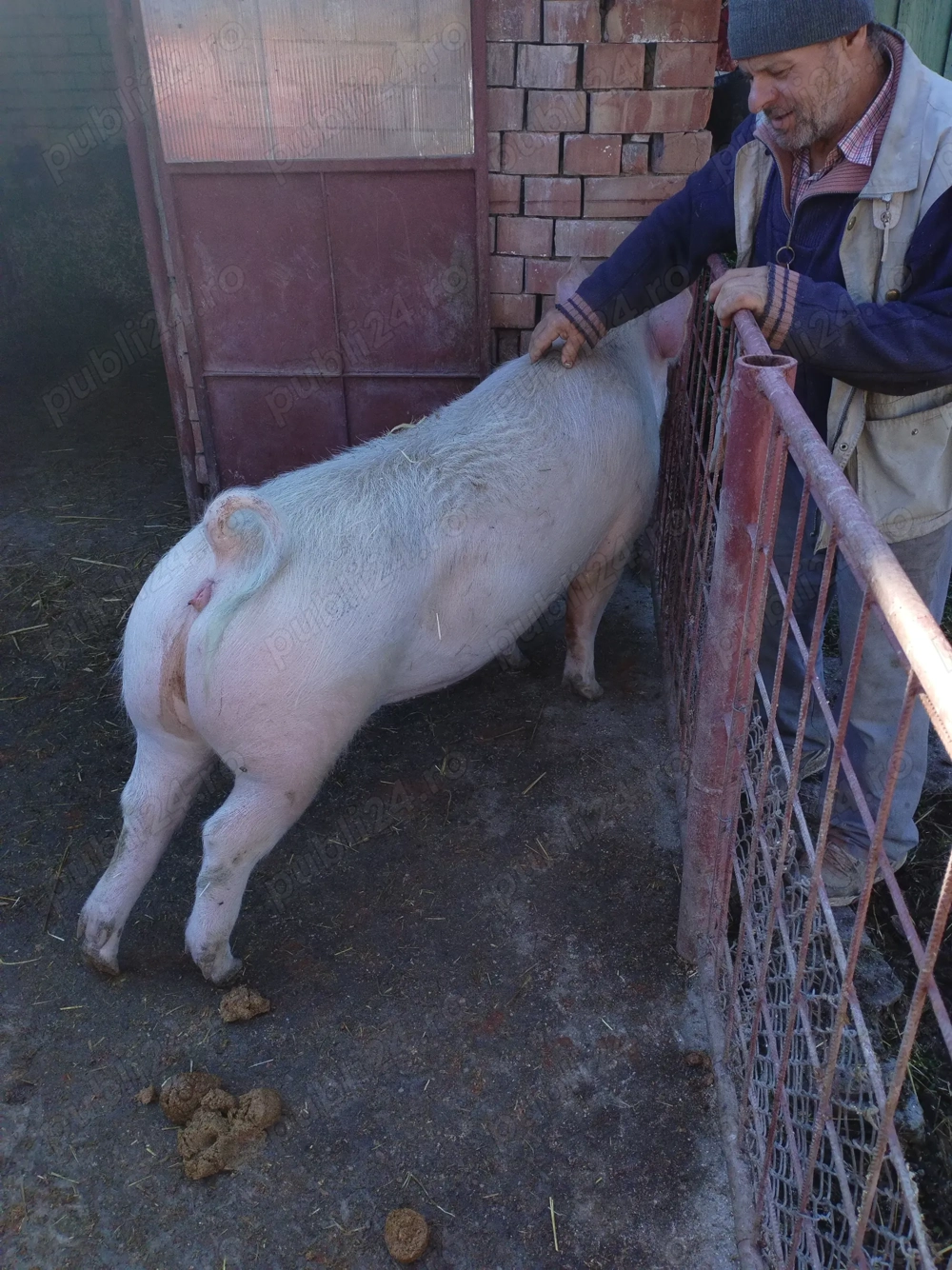 porci de vanzare