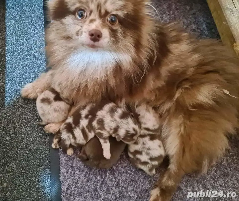 Asigur transport !!! Vand femela adulta Pomeranian Merle Ciocolatiu