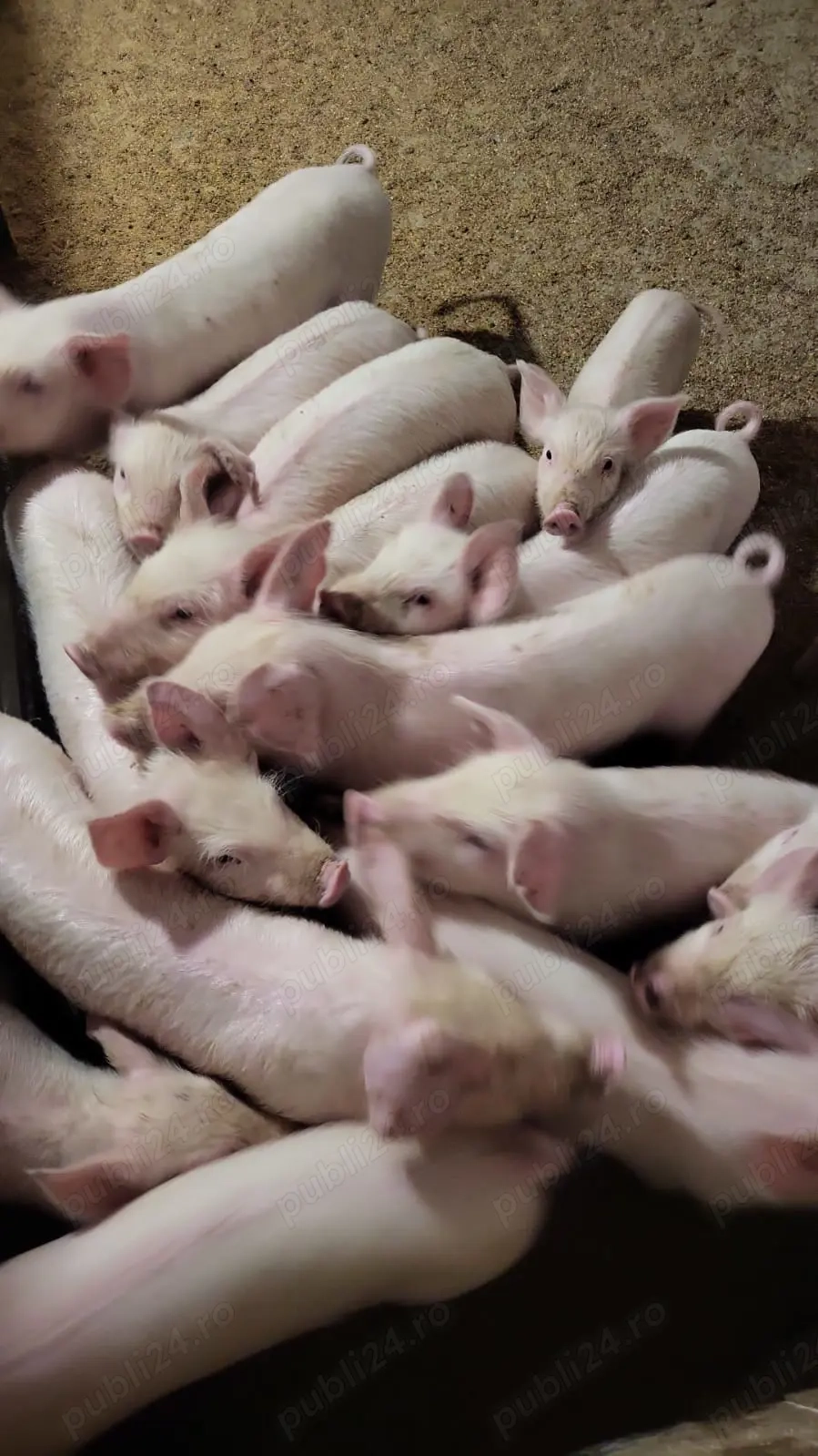DE vinzare purcei 7 săptămâni 